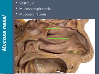 Mucosanasal  Vestíbulo
 Mucosa respiratoria
 Mucosa olfatoria
 