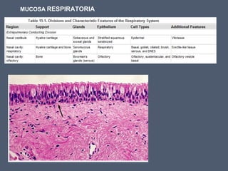 MUCOSA RESPIRATORIA
 