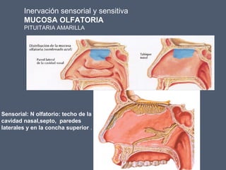 Inervación sensorial y sensitiva
MUCOSA OLFATORIA
PITUITARIA AMARILLA
Sensorial: N olfatorio: techo de la
cavidad nasal,septo, paredes
laterales y en la concha superior .
 