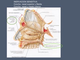 INERVACION SENSITIVA
Concha nasal superior y Media
Concha nasal y meato inferior
 