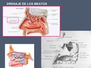 DRENAJE DE LOS MEATOS
 
