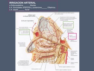 IRRIGACION ARTERIAL
a.Esfenopalatina_______Maxilar
b.A. Etmoidales anteriores y posteriores_____ Oftalmica.
c.A. septal ______ facial
 