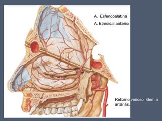 Retorno venoso idem a
arterias.
A. Esfenopalatina
A. Etmoidal anterior
 