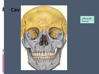 Cavidad nasal
Ubicación
Forma
 
