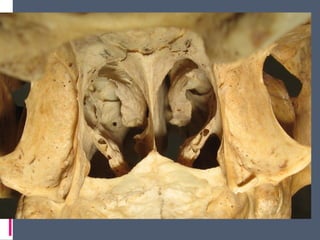 14 cavidad nasal y_senos_perinasales_2_ - 