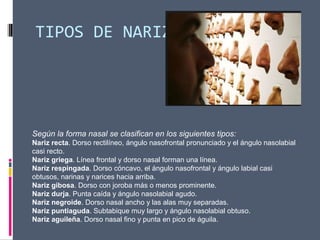 TIPOS DE NARIZ
Según la forma nasal se clasifican en los siguientes tipos:
Nariz recta. Dorso rectilíneo, ángulo nasofrontal pronunciado y el ángulo nasolabial
casi recto.
Nariz griega. Línea frontal y dorso nasal forman una línea.
Nariz respingada. Dorso cóncavo, el ángulo nasofrontal y ángulo labial casi
obtusos, narinas y narices hacia arriba.
Nariz gibosa. Dorso con joroba más o menos prominente.
Nariz durja. Punta caída y ángulo nasolabial agudo.
Nariz negroide. Dorso nasal ancho y las alas muy separadas.
Nariz puntiaguda. Subtabique muy largo y ángulo nasolabial obtuso.
Nariz aguileña. Dorso nasal fino y punta en pico de águila.
 