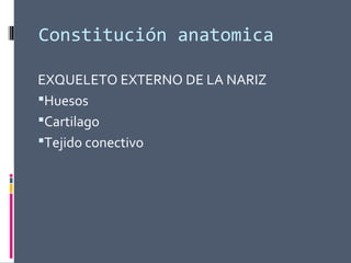 Constitución anatomica
EXQUELETO EXTERNO DE LA NARIZ
Huesos
Cartilago
Tejido conectivo
 