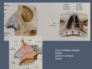 Tres Cartilagos nasales:
Septal
Lateral o principal.
Alares
 