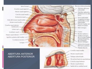 ABERTURA ANTERIOR
ABERTURA POSTERIOR
 