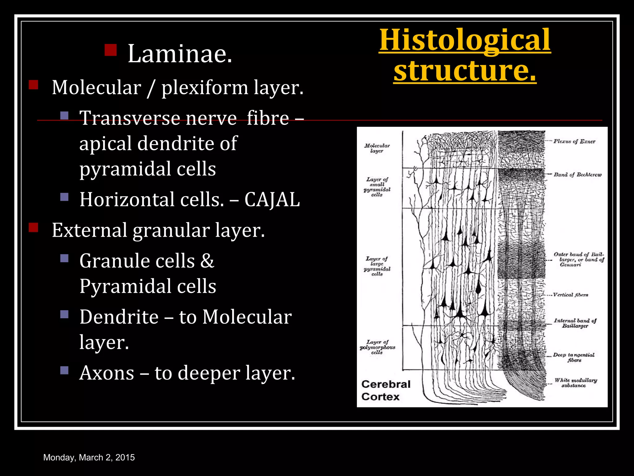 Histological
structure.
 Laminae.
 Molecular / plexiform layer.
 Transverse nerve fibre –
apical dendrite of
pyramidal cells
 Horizontal cells. – CAJAL
 External granular layer.
 Granule cells &
Pyramidal cells
 Dendrite – to Molecular
layer.
 Axons – to deeper layer.
Monday, March 2, 2015
 