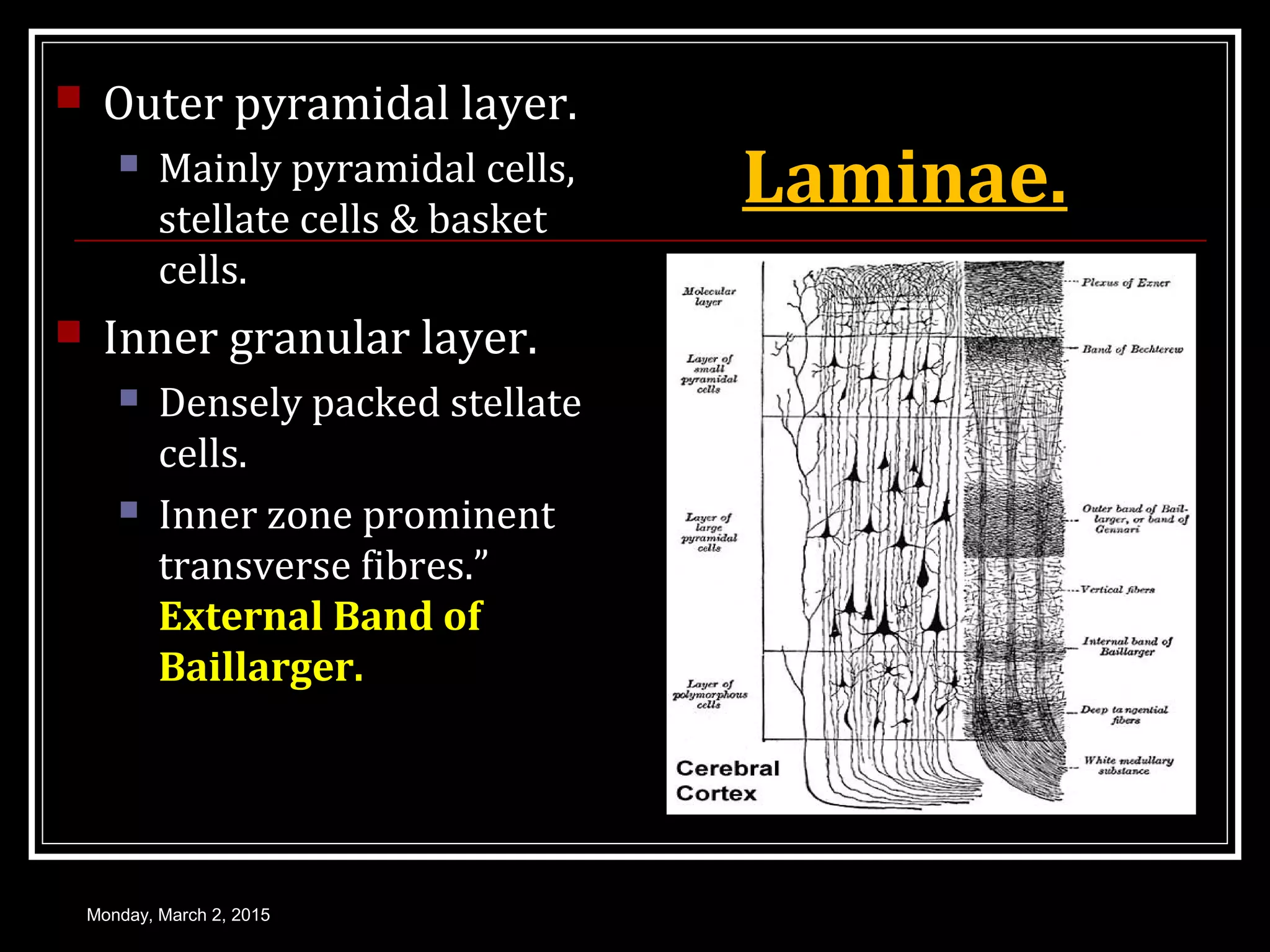 Laminae.
 Outer pyramidal layer.
 Mainly pyramidal cells,
stellate cells & basket
cells.
 Inner granular layer.
 Densely packed stellate
cells.
 Inner zone prominent
transverse fibres.”
External Band of
Baillarger.
Monday, March 2, 2015
 
