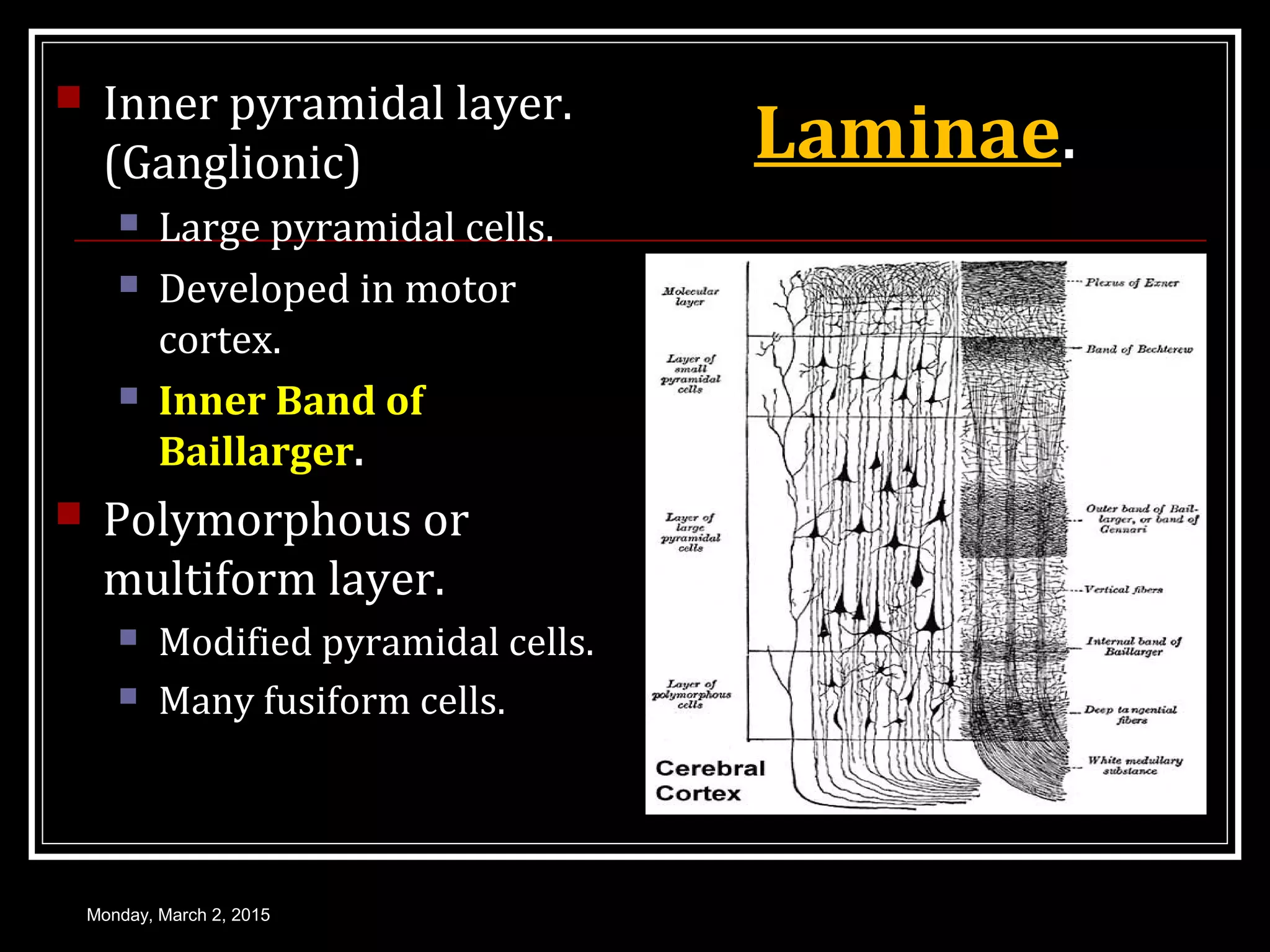 Laminae.
 Inner pyramidal layer.
(Ganglionic)
 Large pyramidal cells.
 Developed in motor
cortex.
 Inner Band of
Baillarger.
 Polymorphous or
multiform layer.
 Modified pyramidal cells.
 Many fusiform cells.
Monday, March 2, 2015
 
