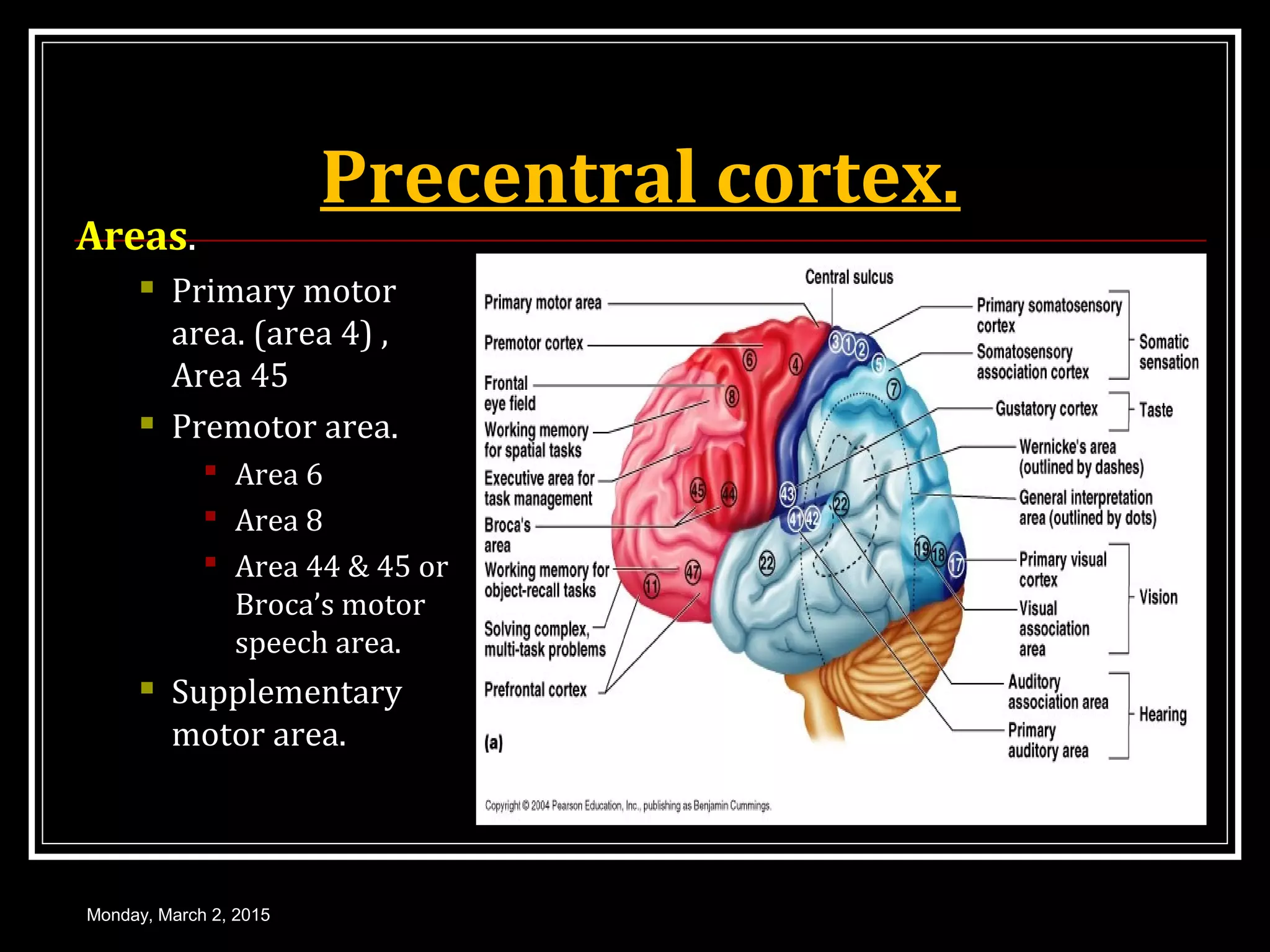 Precentral cortex.
Areas.
 Primary motor
area. (area 4) ,
Area 45
 Premotor area.
 Area 6
 Area 8
 Area 44 & 45 or
Broca’s motor
speech area.
 Supplementary
motor area.
Monday, March 2, 2015
 