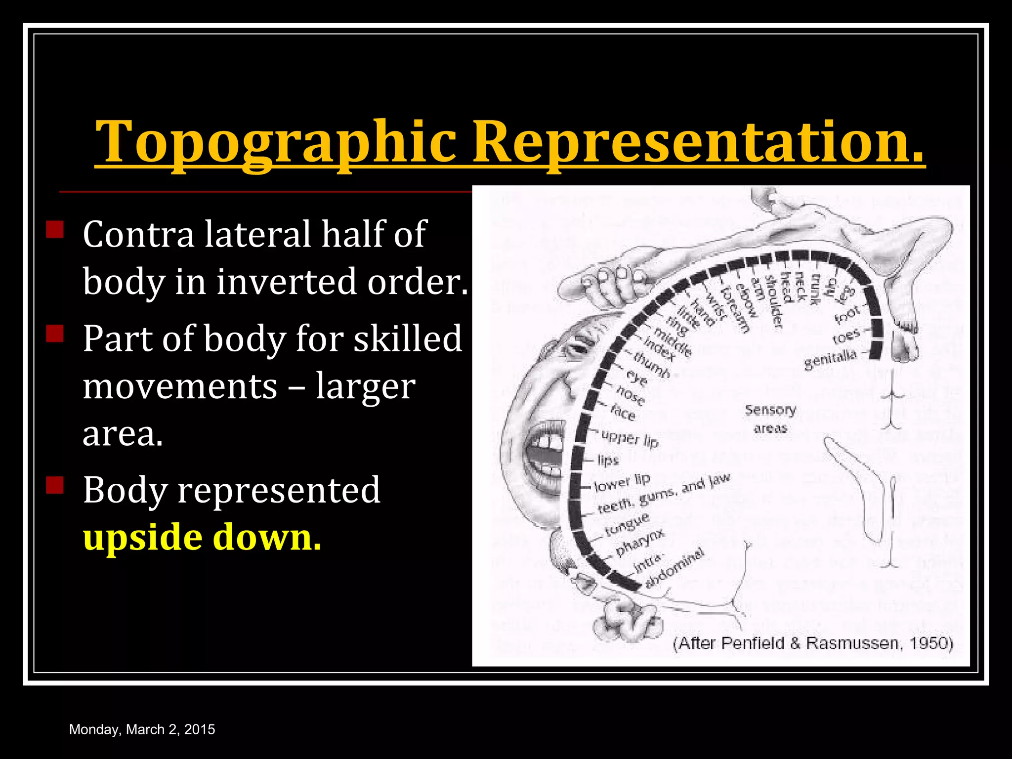 Topographic Representation.
 Contra lateral half of
body in inverted order.
 Part of body for skilled
movements – larger
area.
 Body represented
upside down.
Monday, March 2, 2015
 