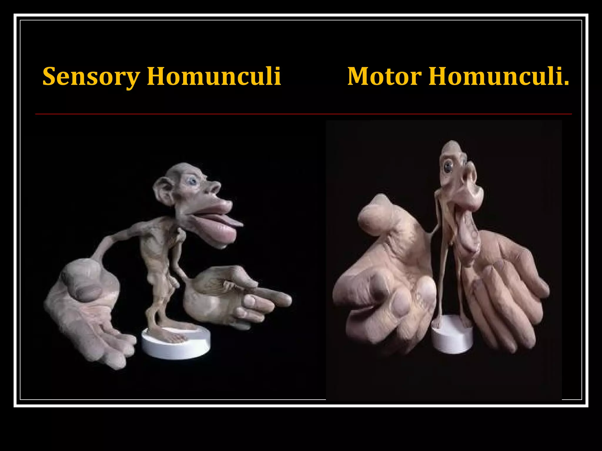 Sensory Homunculi Motor Homunculi.
 