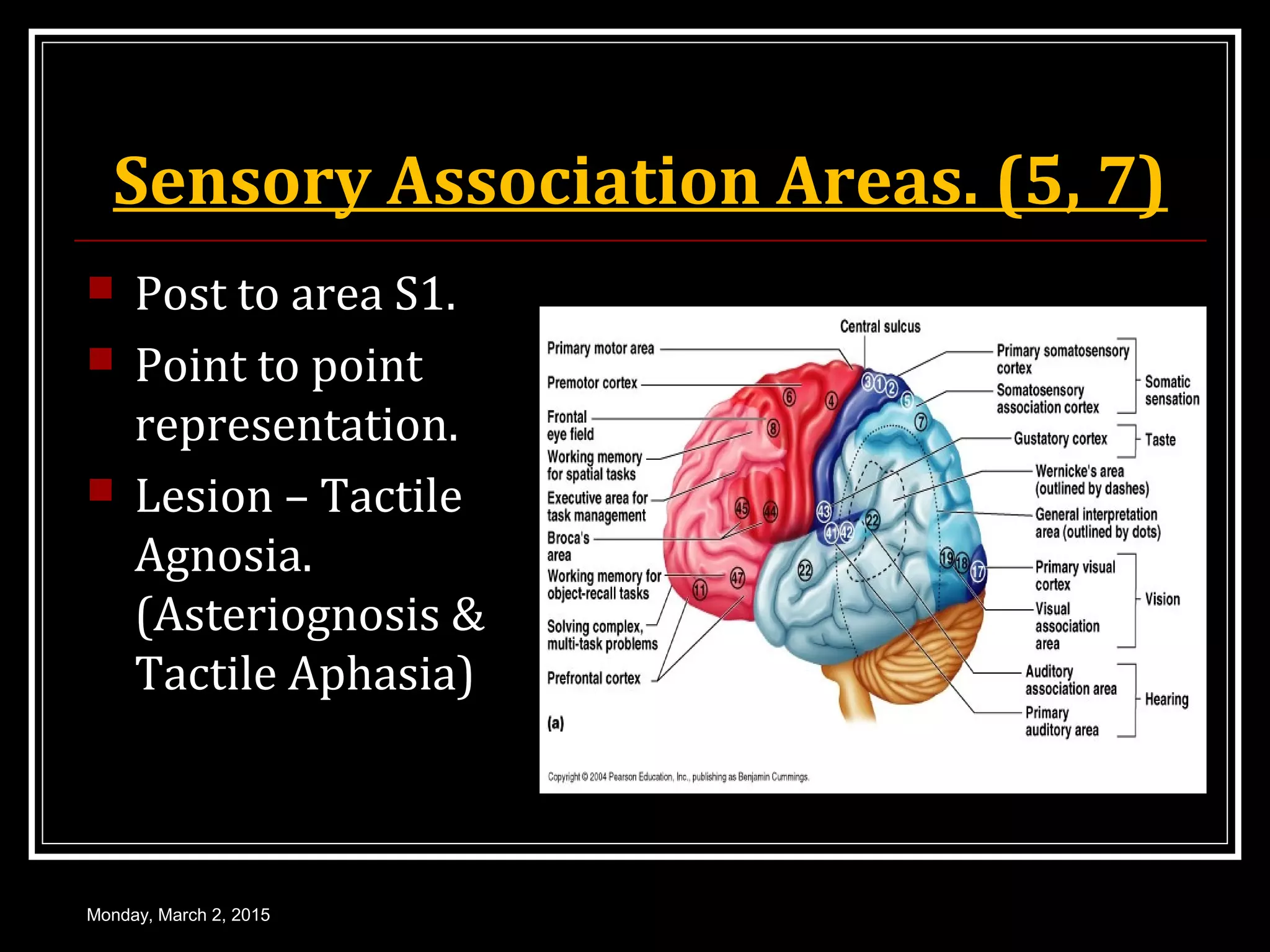 Sensory Association Areas. (5, 7)
 Post to area S1.
 Point to point
representation.
 Lesion – Tactile
Agnosia.
(Asteriognosis &
Tactile Aphasia)
Monday, March 2, 2015
 