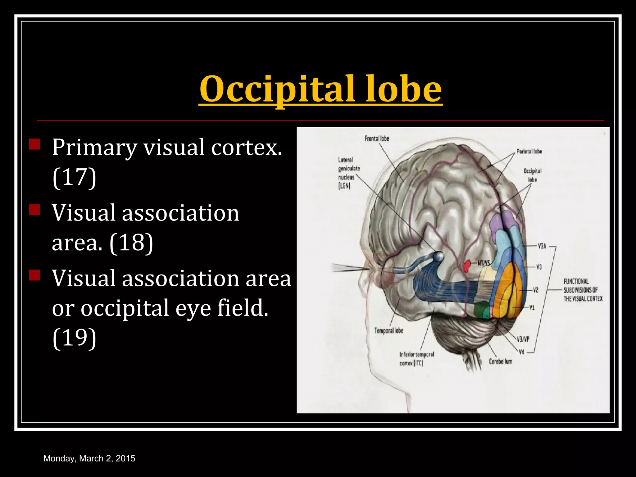 Occipital lobe
 Primary visual cortex.
(17)
 Visual association
area. (18)
 Visual association area
or occipital eye field.
(19)
Monday, March 2, 2015
 