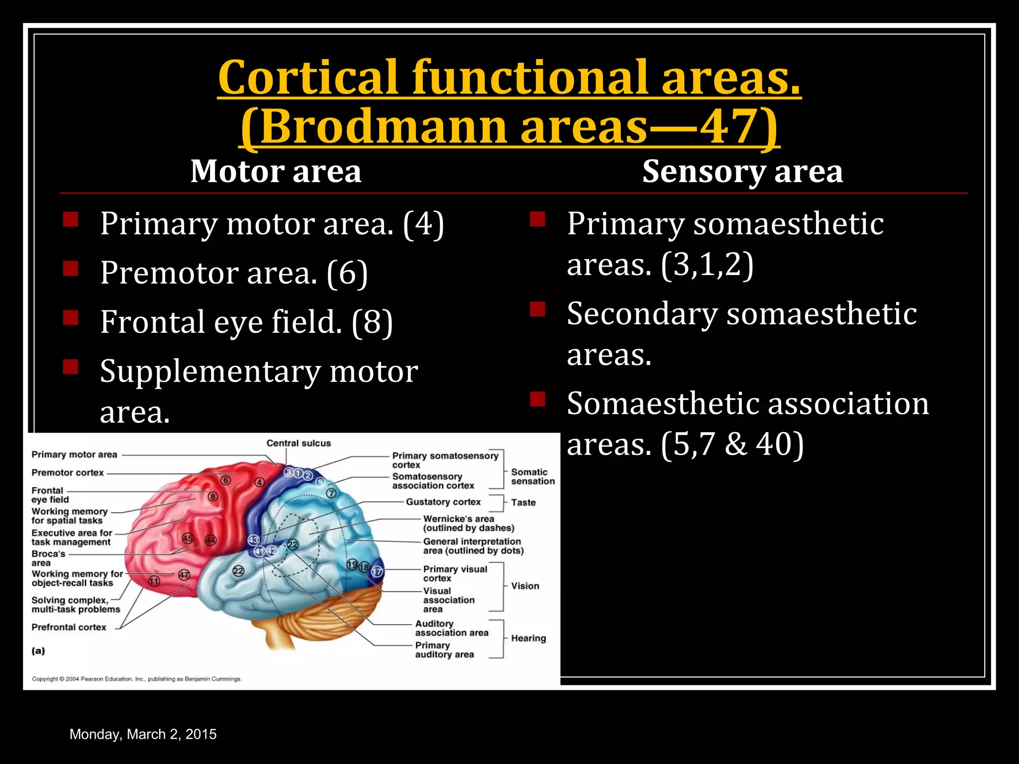 Cortical functional areas.
(Brodmann areas—47)
Motor area
 Primary motor area. (4)
 Premotor area. (6)
 Frontal eye field. (8)
 Supplementary motor
area.
Sensory area
 Primary somaesthetic
areas. (3,1,2)
 Secondary somaesthetic
areas.
 Somaesthetic association
areas. (5,7 & 40)
Monday, March 2, 2015
 