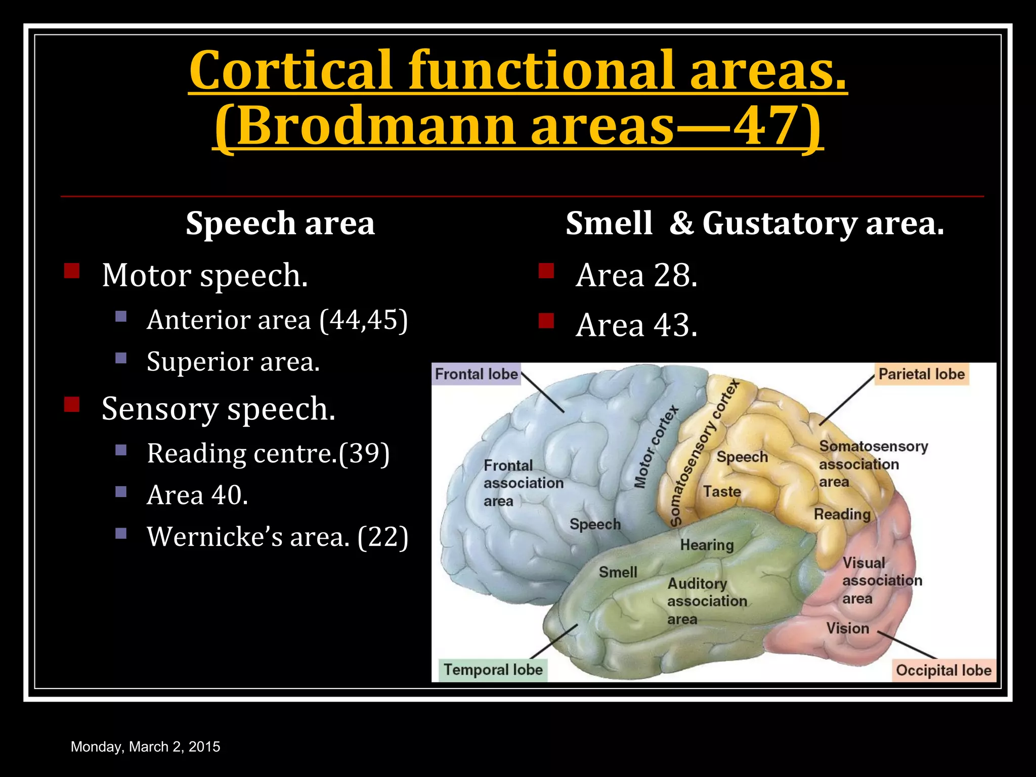 Cortical functional areas.
(Brodmann areas—47)
Speech area
 Motor speech.
 Anterior area (44,45)
 Superior area.
 Sensory speech.
 Reading centre.(39)
 Area 40.
 Wernicke’s area. (22)
Smell & Gustatory area.
 Area 28.
 Area 43.
Monday, March 2, 2015
 