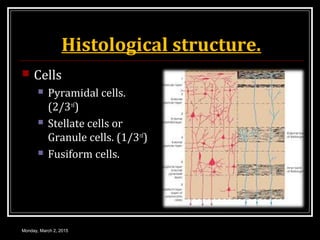 Histological structure.
 Cells
 Pyramidal cells.
(2/3rd
)
 Stellate cells or
Granule cells. (1/3rd
)
 Fusiform cells.
Monday, March 2, 2015
 