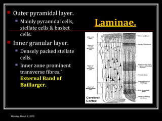 Laminae.
 Outer pyramidal layer.
 Mainly pyramidal cells,
stellate cells & basket
cells.
 Inner granular layer.
 Densely packed stellate
cells.
 Inner zone prominent
transverse fibres.”
External Band of
Baillarger.
Monday, March 2, 2015
 