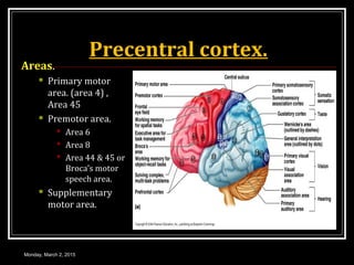 Precentral cortex.
Areas.
 Primary motor
area. (area 4) ,
Area 45
 Premotor area.
 Area 6
 Area 8
 Area 44 & 45 or
Broca’s motor
speech area.
 Supplementary
motor area.
Monday, March 2, 2015
 
