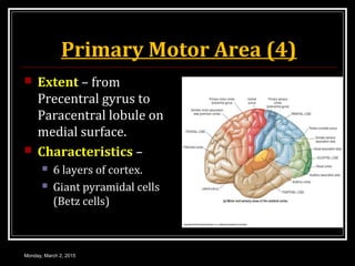 Primary Motor Area (4)
 Extent – from
Precentral gyrus to
Paracentral lobule on
medial surface.
 Characteristics –
 6 layers of cortex.
 Giant pyramidal cells
(Betz cells)
Monday, March 2, 2015
 