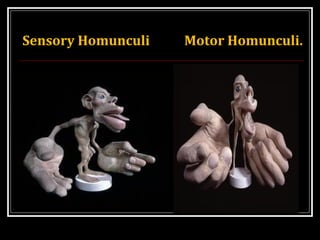 Sensory Homunculi Motor Homunculi.
 