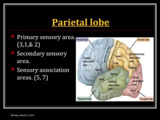 Parietal lobe
 Primary sensory area.
(3,1,& 2)
 Secondary sensory
area.
 Sensory association
areas. (5, 7)
Monday, March 2, 2015
 