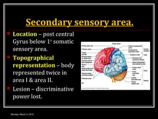 Secondary sensory area.
 Location – post central
Gyrus below 1st
somatic
sensory area.
 Topographical
representation – body
represented twice in
area I & area II.
 Lesion – discriminative
power lost.
Monday, March 2, 2015
 