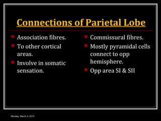 Connections of Parietal Lobe
 Association fibres.
 To other cortical
areas.
 Involve in somatic
sensation.
 Commissural fibres.
 Mostly pyramidal cells
connect to opp
hemisphere.
 Opp area SI & SII
Monday, March 2, 2015
 