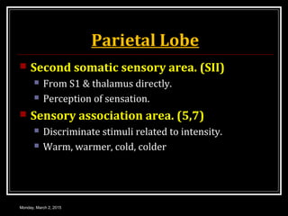 Parietal Lobe
 Second somatic sensory area. (SII)
 From S1 & thalamus directly.
 Perception of sensation.
 Sensory association area. (5,7)
 Discriminate stimuli related to intensity.
 Warm, warmer, cold, colder
Monday, March 2, 2015
 