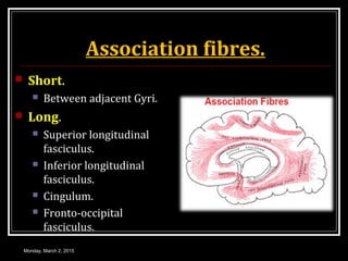 Association fibres.
 Short.
 Between adjacent Gyri.
 Long.
 Superior longitudinal
fasciculus.
 Inferior longitudinal
fasciculus.
 Cingulum.
 Fronto-occipital
fasciculus.
Monday, March 2, 2015
 