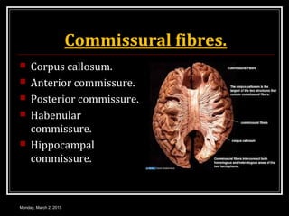 Commissural fibres.
 Corpus callosum.
 Anterior commissure.
 Posterior commissure.
 Habenular
commissure.
 Hippocampal
commissure.
Monday, March 2, 2015
 