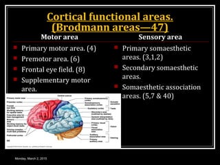 Cortical functional areas.
(Brodmann areas—47)
Motor area
 Primary motor area. (4)
 Premotor area. (6)
 Frontal eye field. (8)
 Supplementary motor
area.
Sensory area
 Primary somaesthetic
areas. (3,1,2)
 Secondary somaesthetic
areas.
 Somaesthetic association
areas. (5,7 & 40)
Monday, March 2, 2015
 