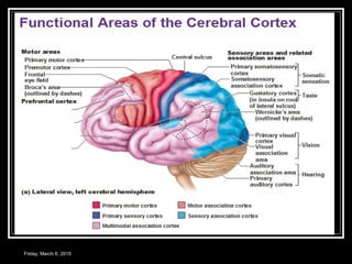 CEREBRAL CORTEX | PPT