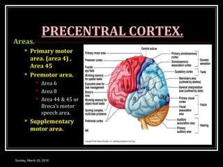 CEREBRAL CORTEX | PPT