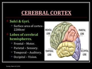 CEREBRAL CORTEX | PPT