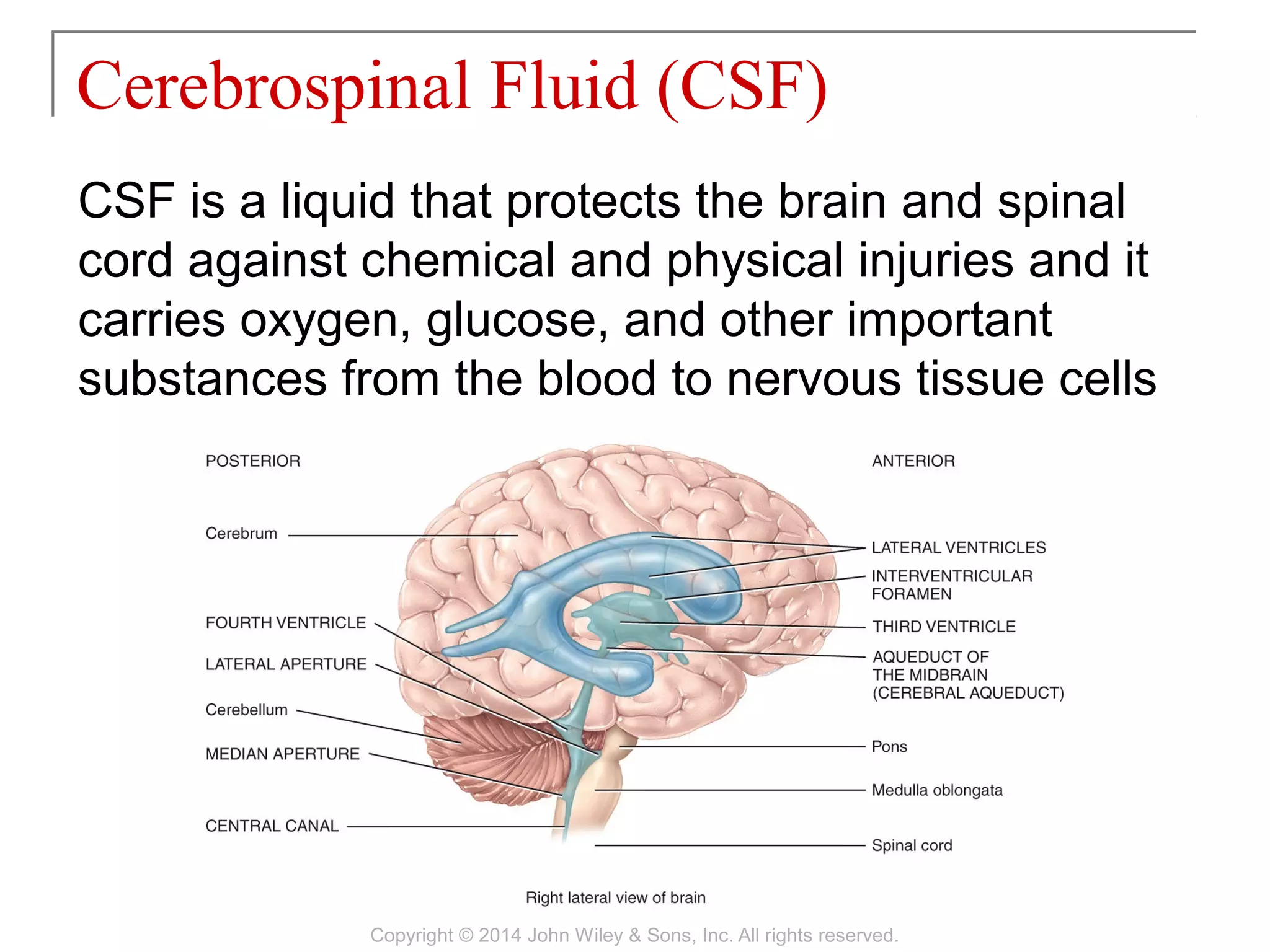 CSF is a liquid that protects the brain and spinal
cord against chemical and physical injuries and it
carries oxygen, glucose, and other important
substances from the blood to nervous tissue cells
Cerebrospinal Fluid (CSF)
Copyright © 2014 John Wiley & Sons, Inc. All rights reserved.
 