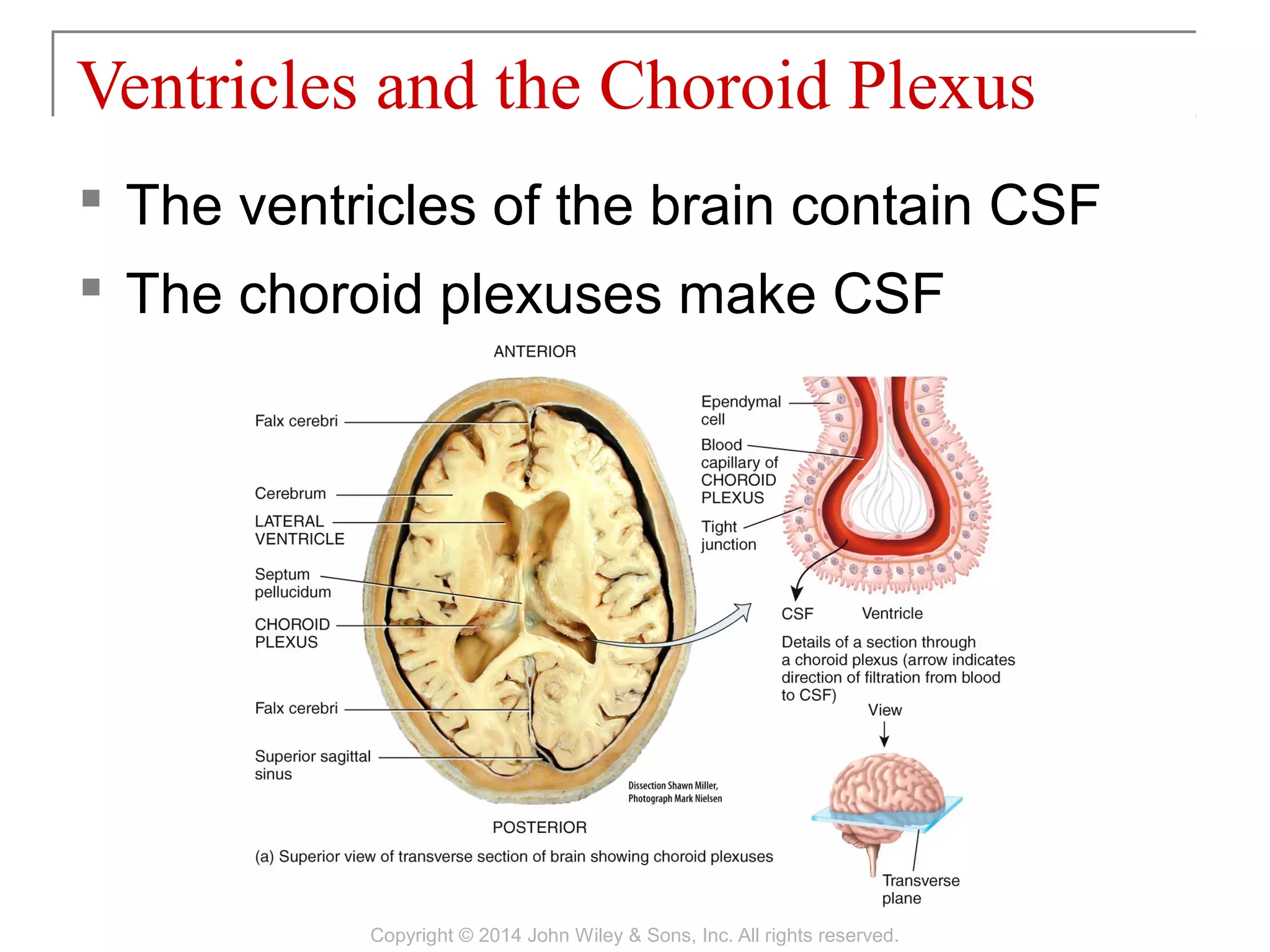  The ventricles of the brain contain CSF
 The choroid plexuses make CSF
Ventricles and the Choroid Plexus
Copyright © 2014 John Wiley & Sons, Inc. All rights reserved.
 