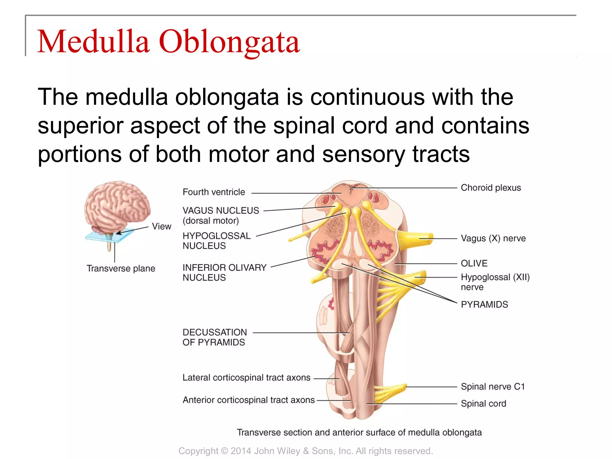 The medulla oblongata is continuous with the
superior aspect of the spinal cord and contains
portions of both motor and sensory tracts
Medulla Oblongata
Copyright © 2014 John Wiley & Sons, Inc. All rights reserved.
 