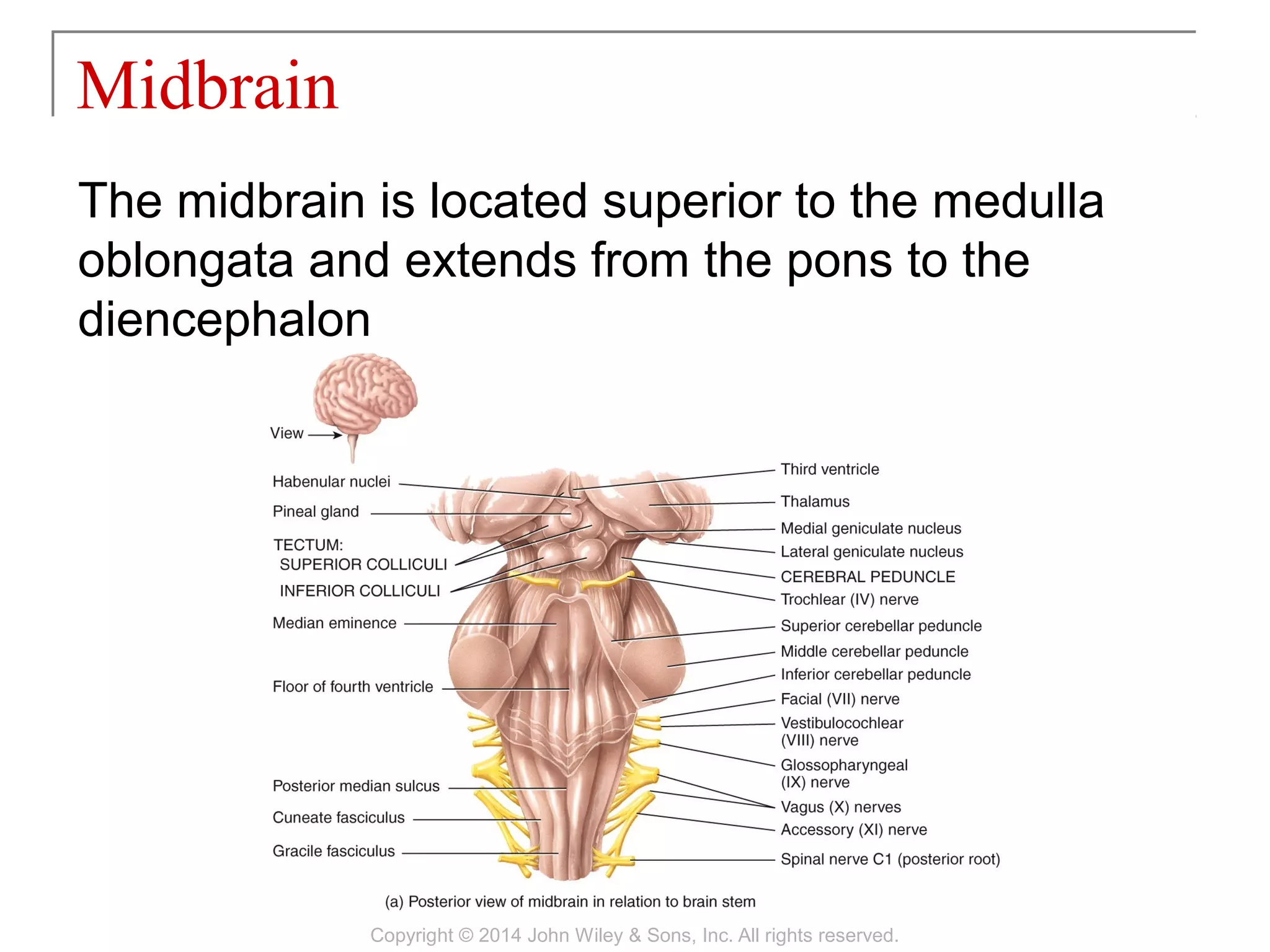 The midbrain is located superior to the medulla
oblongata and extends from the pons to the
diencephalon
Midbrain
Copyright © 2014 John Wiley & Sons, Inc. All rights reserved.
 