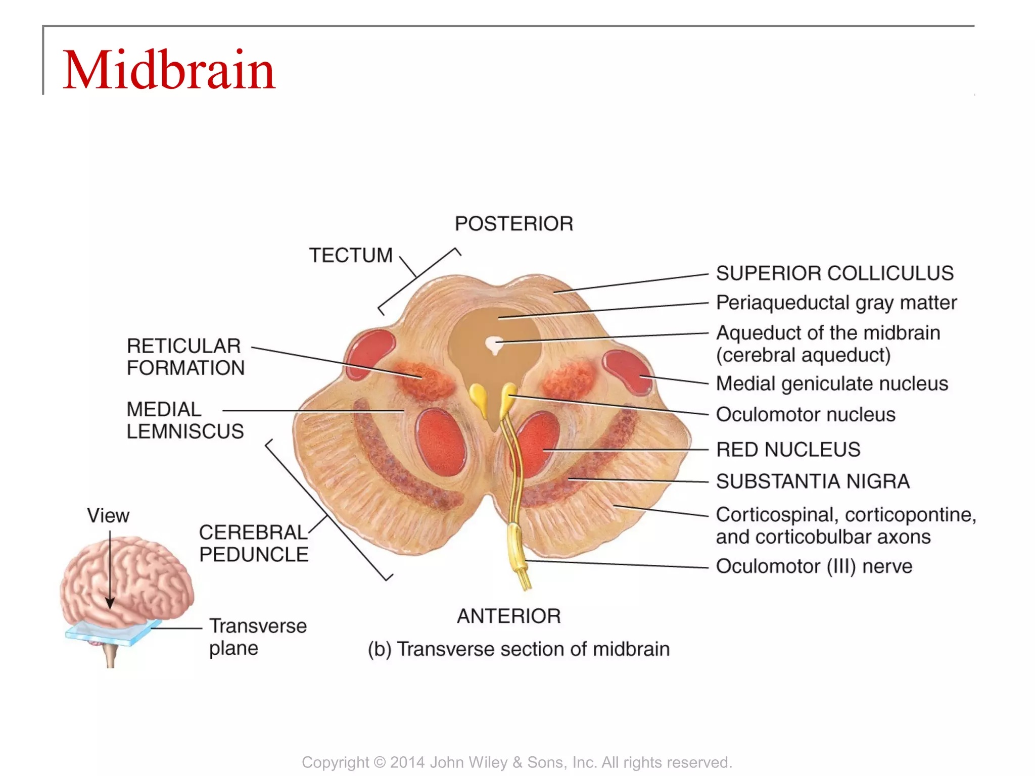 Midbrain
Copyright © 2014 John Wiley & Sons, Inc. All rights reserved.
 