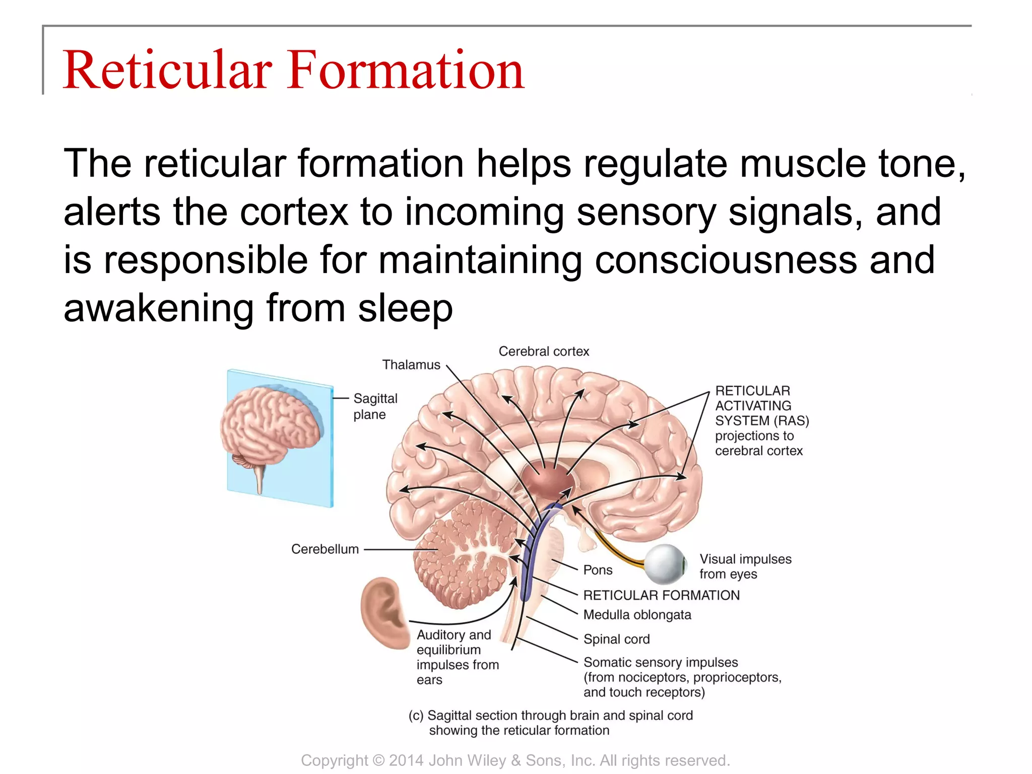 The reticular formation helps regulate muscle tone,
alerts the cortex to incoming sensory signals, and
is responsible for maintaining consciousness and
awakening from sleep
Reticular Formation
Copyright © 2014 John Wiley & Sons, Inc. All rights reserved.
 