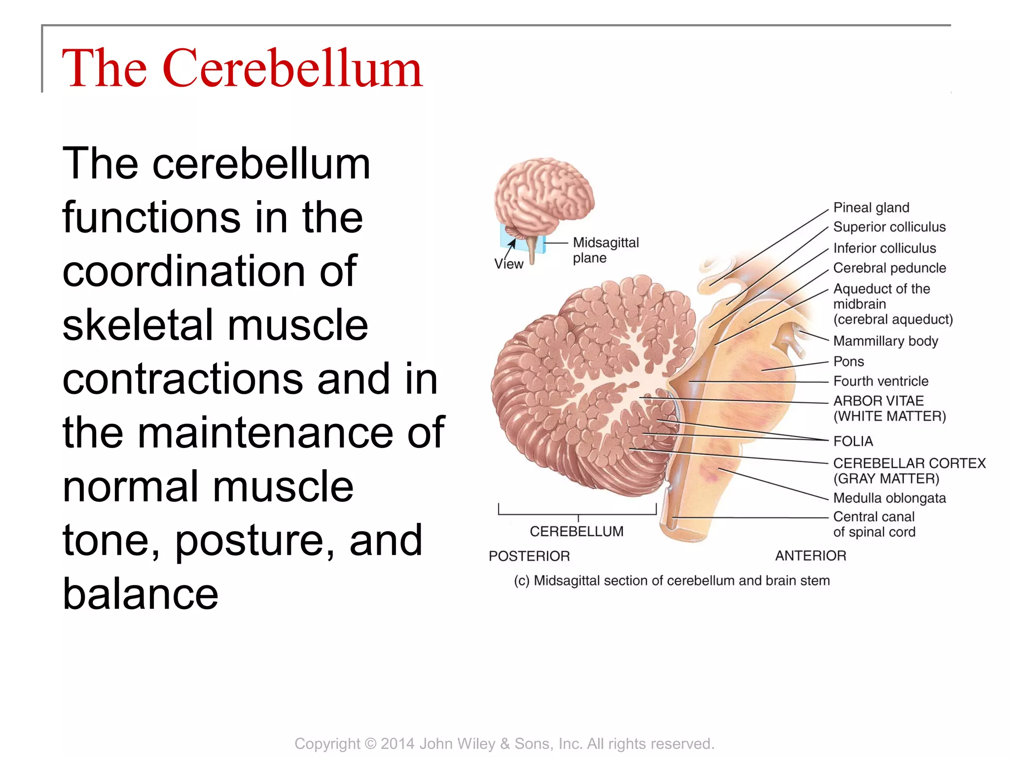 The cerebellum
functions in the
coordination of
skeletal muscle
contractions and in
the maintenance of
normal muscle
tone, posture, and
balance
The Cerebellum
Copyright © 2014 John Wiley & Sons, Inc. All rights reserved.
 
