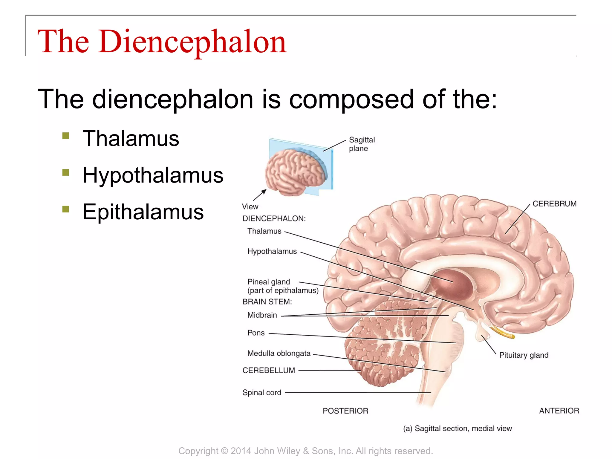 The diencephalon is composed of the:
 Thalamus
 Hypothalamus
 Epithalamus
The Diencephalon
Copyright © 2014 John Wiley & Sons, Inc. All rights reserved.
 