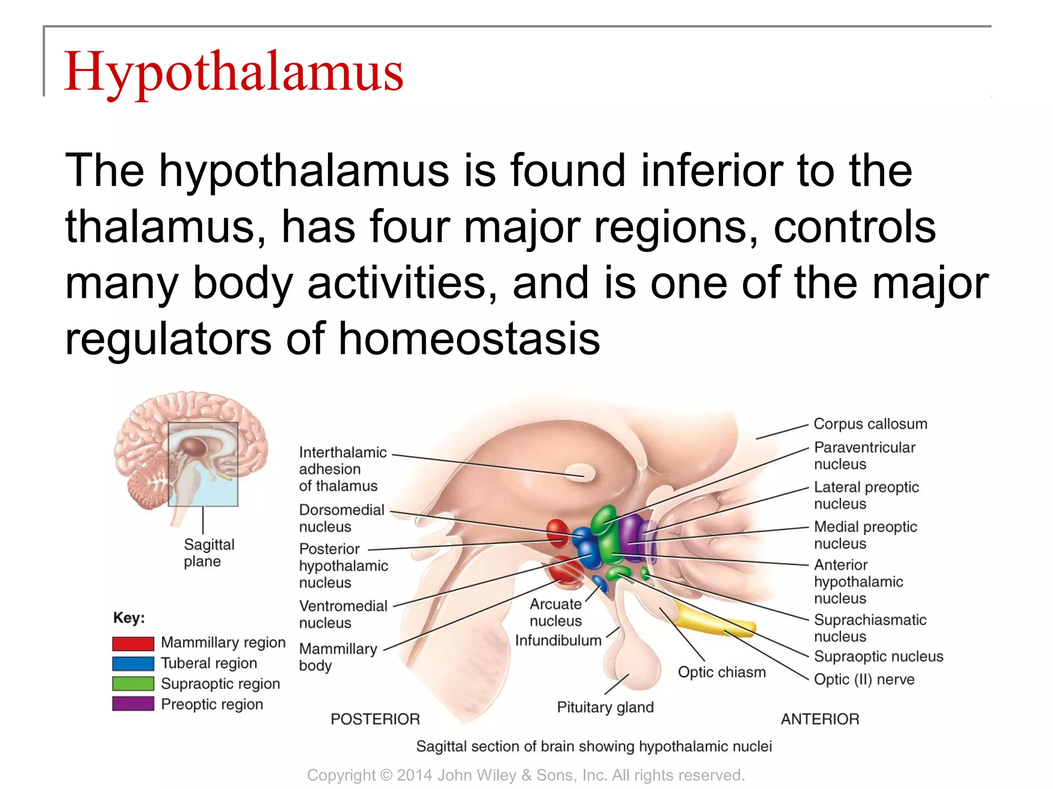 The hypothalamus is found inferior to the
thalamus, has four major regions, controls
many body activities, and is one of the major
regulators of homeostasis
Hypothalamus
Copyright © 2014 John Wiley & Sons, Inc. All rights reserved.
 