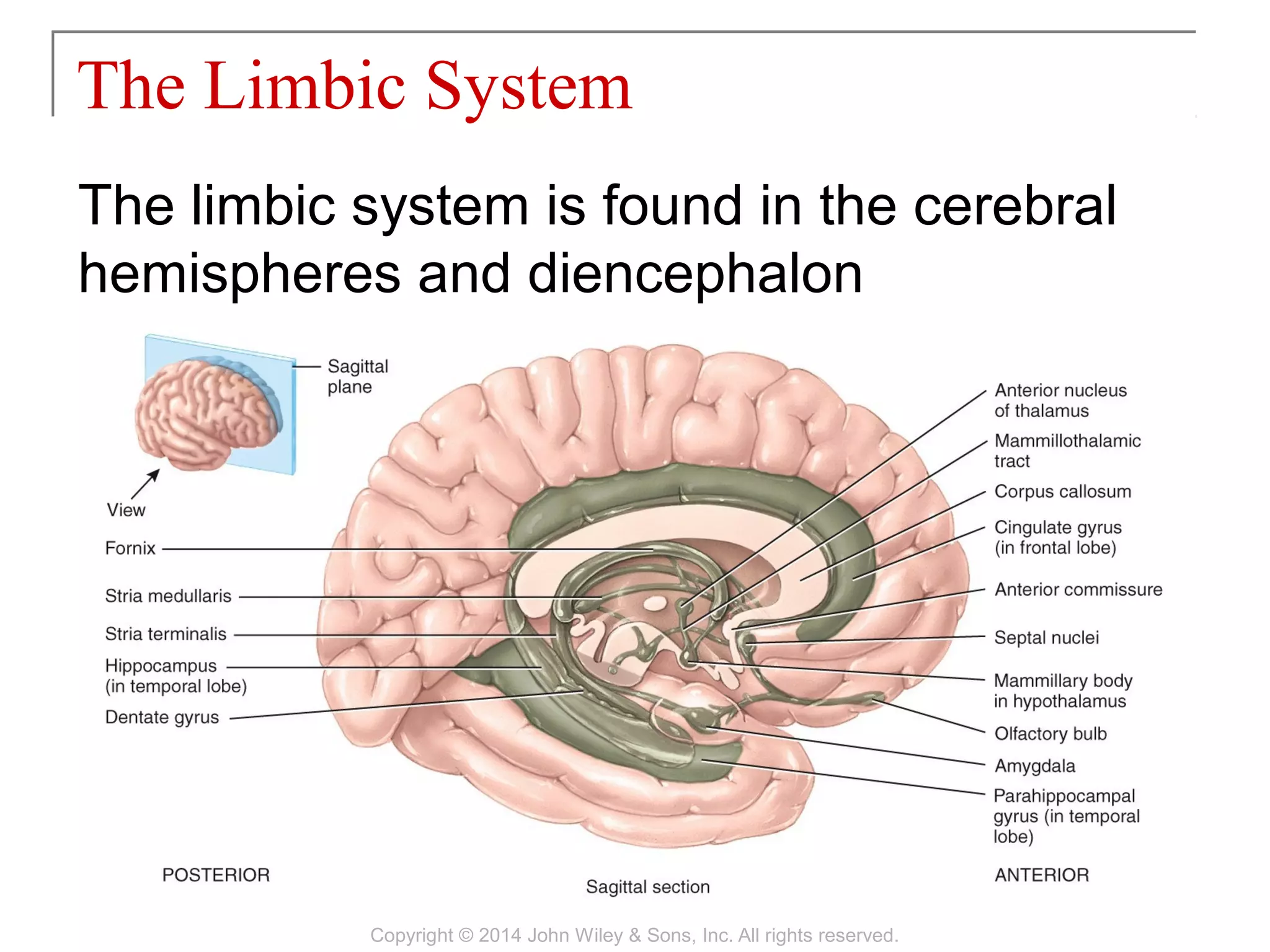 The limbic system is found in the cerebral
hemispheres and diencephalon
The Limbic System
Copyright © 2014 John Wiley & Sons, Inc. All rights reserved.
 