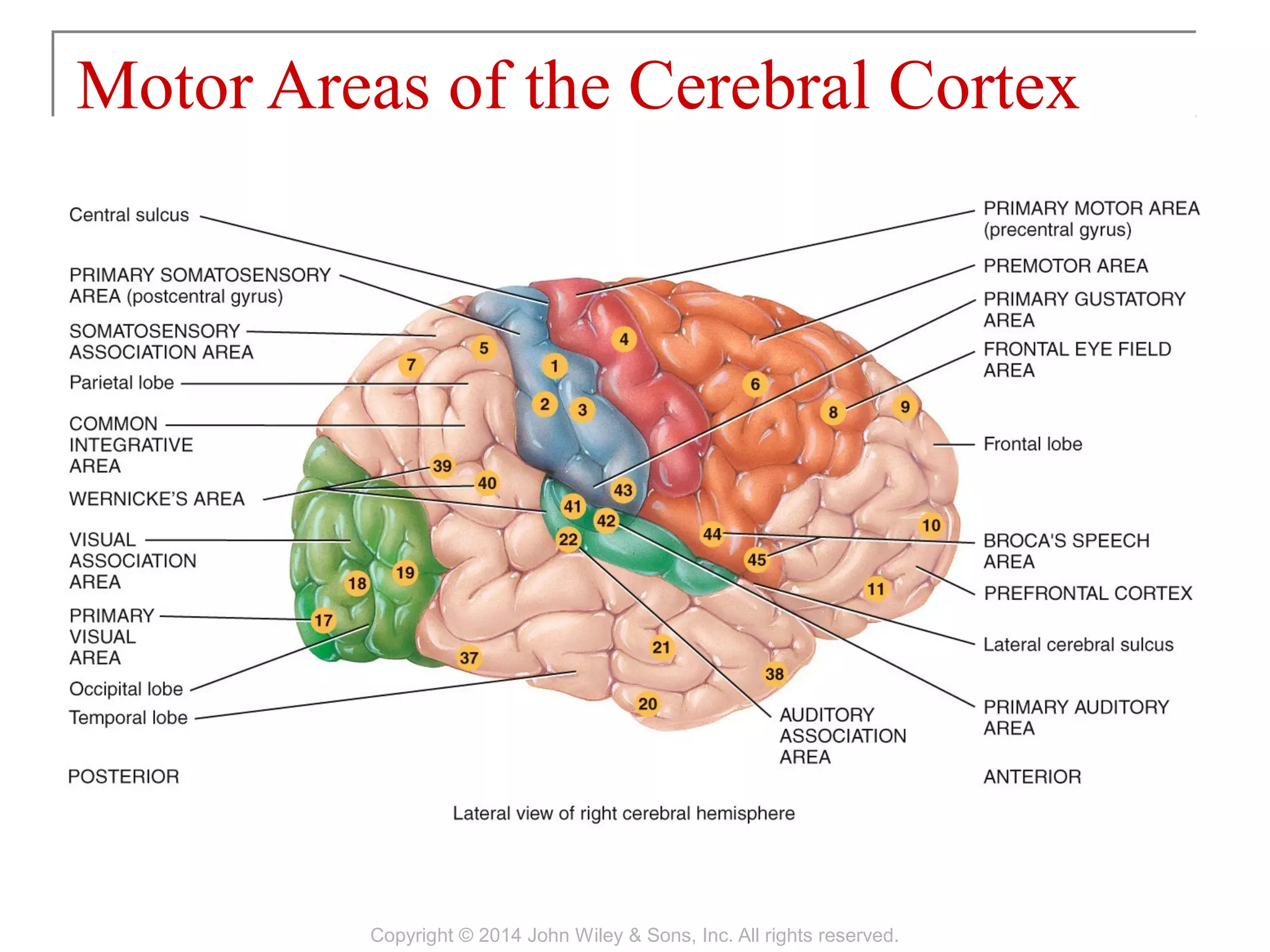 Motor Areas of the Cerebral Cortex
Copyright © 2014 John Wiley & Sons, Inc. All rights reserved.
 
