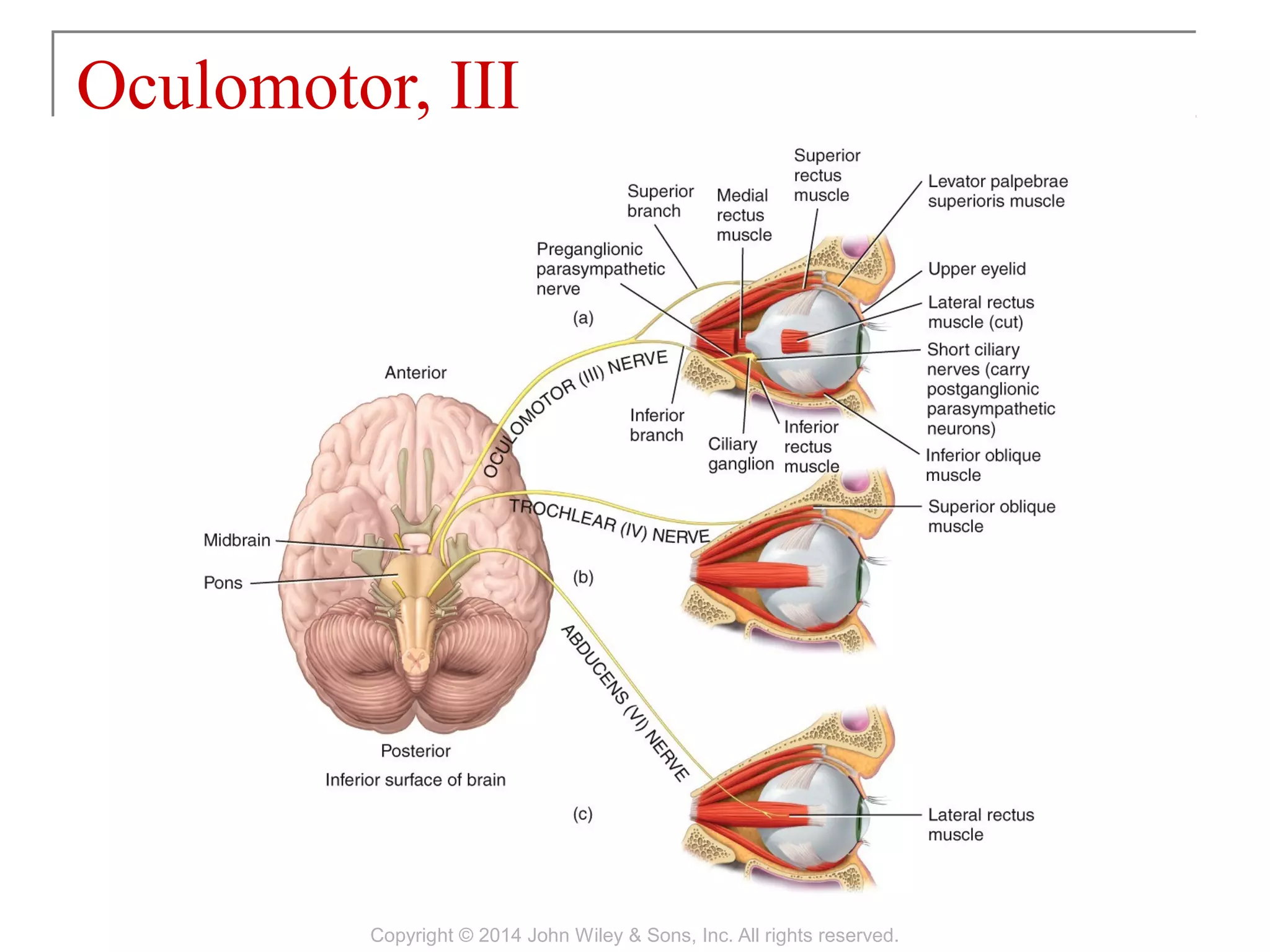 Oculomotor, III
Copyright © 2014 John Wiley & Sons, Inc. All rights reserved.
 
